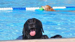 dog swim